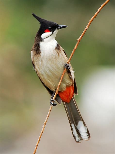 red vinted bulbul classification essay