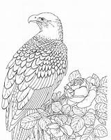 Eagle Coloring Bald Pages Printable Realistic Kids Color Falcon Adult Template Sea Bird Drawing Adults Outline Eagles Supercoloring Print Sheet sketch template