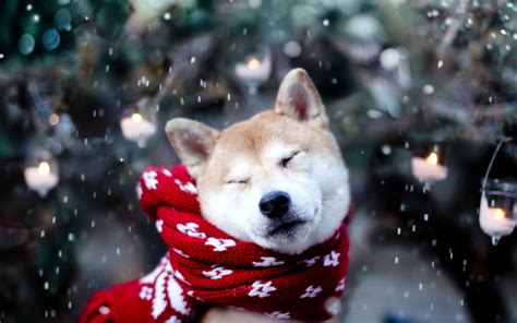 cute winter animal wallpaper backgrounds  images pictures