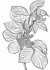 Coloring Ivy Poison Pages Drawing Plant Flowers Toxicodendron Rhus Printable Leaves Kids Getdrawings Leaf Template Categories Paper Drawings sketch template