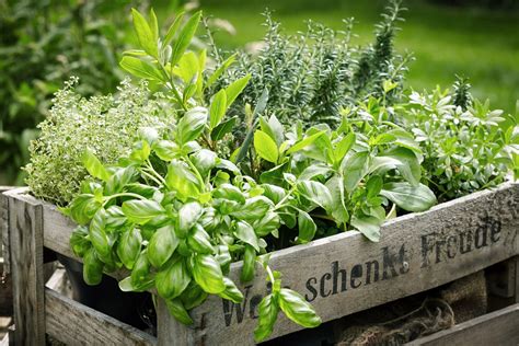 top  herbs  grow   household  peaceful land
