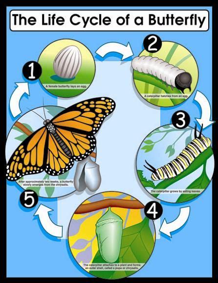 life cycle   butterfly learningenglish esl life cycles