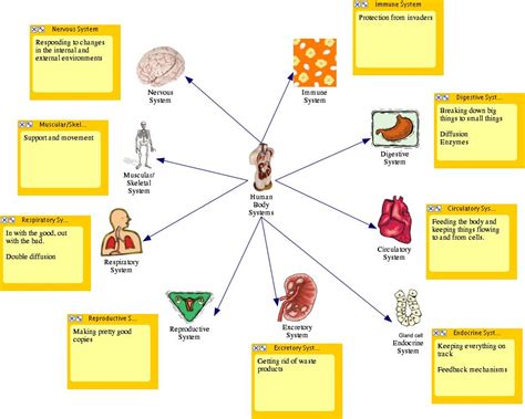 Body Systems Unlimited Science