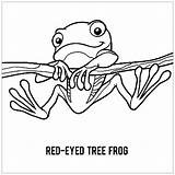Frogs Amphibian Caecilian sketch template