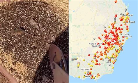 horrific map  exposes  extent  australias grim mouse plague  nsw  queensland