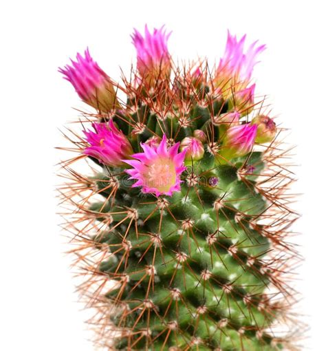 pink cactus flower stock image image  stick prickly
