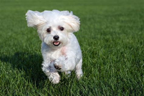 smartest small dog breeds   easiest  train small dog breed guide