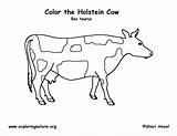 Coloring Cow Pages Steer Tail Head Getcolorings Getdrawings Printable Template sketch template