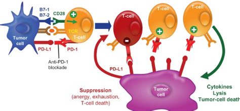 Anti Pd 1 And Pd L1 Antibodies And Immunotherapy – Bioslunecnice