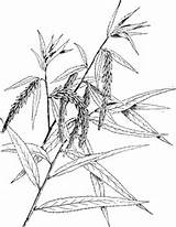 Piangente Salice Ramo Willow Weeping Babylonica Salix sketch template