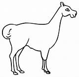 Lama Llama Animali Disegnare Hembra Pagine Mammiferi Stampabili Incantevole Colorate Semplici Categorías Coloriages sketch template