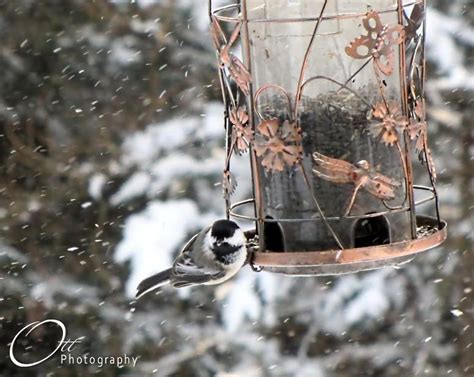 chickadee   bird feeder bird feeders bird outdoor decor