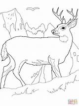 Deer Coloring Printable Pages Buck Color Realistic Tail Kids Print Combine Elk Colouring John Deere Bestcoloringpagesforkids Animal Forest Supercoloring Whitetail sketch template
