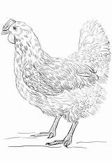 Chicken 101coloring sketch template