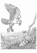 Adler Ausmalbild Ausdrucken Malvorlagen Vogel Fisch Pferde Vögel Fangt sketch template