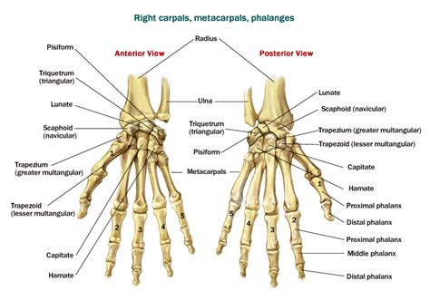skeletal system appendicular skeletal system