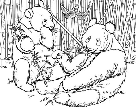 panda habitat bamboo coloring pages bear coloring pages panda