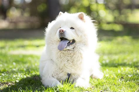 fluffy dog breeds  cloud  coats including pictures