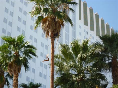 palm tree trimming affordable tree service las vegas nv