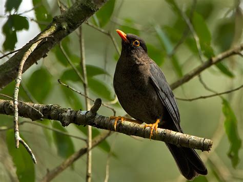 blackbird wildventures