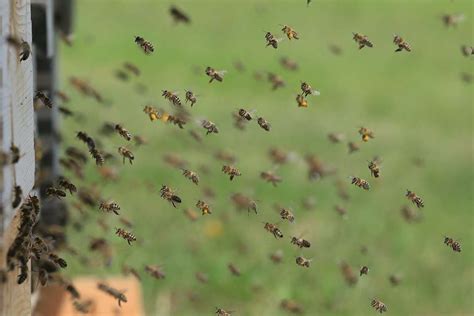 swarm  bees attacks  kills local arizona landscaper