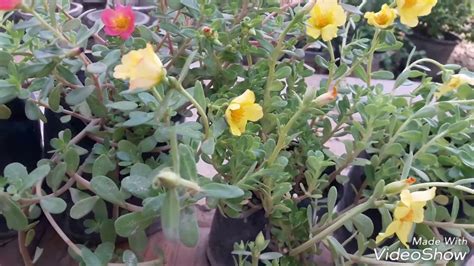 care purslane flower plant hindi youtube