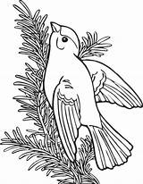Goldfinch American Coloring Pages sketch template