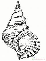 Seashell Conch Conque Muszla Kolorowanki Coloriage Sheets Dla Shells Wydruku Designlooter Wydrukowania Bestcoloringpagesforkids sketch template