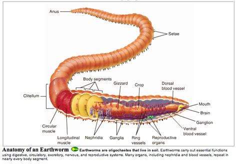 im curious    cut  earthworm     parts grow   separate worms
