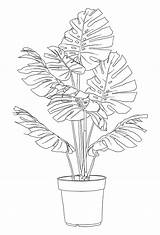 Monstera Drawing Deliciosa Plant Drawings Dk Summer Line Coloring Pages Hanging Lil Tumblr Garden Easy Color sketch template