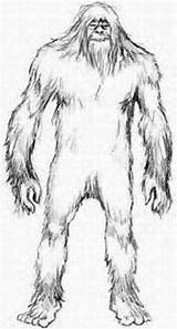 Bigfoot Sasquatch sketch template