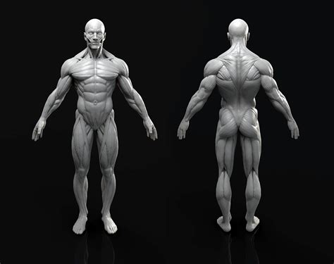male anatomy model sculpt