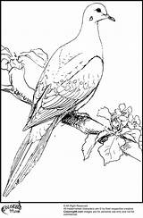 Coloring Pages Dove Doves Bird sketch template
