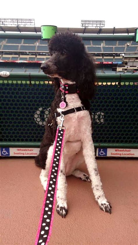 Myla Hanging Out At The Angels Stadium