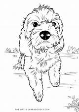Labradoodle Coloring Pages Puppy Dog Goldendoodle Drawing Adult Children Kids Little Choose Board sketch template