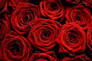 rose world  flowers red roses wallpaper red roses beautiful red