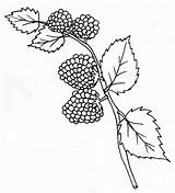 Lamponi Lampone Framboise Frutta Frambuesas Frambuesa Alimentation Framboises Invernale Branche Raspberries Mures Kiwi sketch template