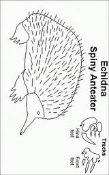 Echidna Coloring Pages Color Printable Sheet Animals 600px 33kb sketch template