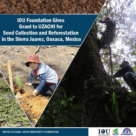 iou foundation gives grant to uzachi for seed collection