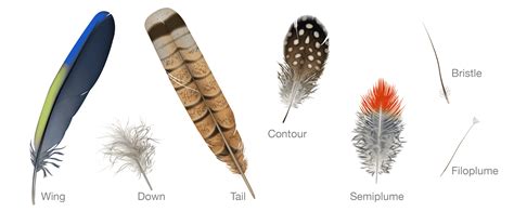 briefly explain   types  feathers
