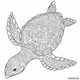 Coloring Mandala Turtle Pages Zentangle Adult Stylized Animal Tortue Drawing Cartoon Coloriage Stock Printable Illustration Isolated Antistress Turtles Kids Sketch sketch template