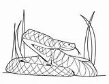 Mamba Snakes Python Serpent Sonnette Coloringhome Coloriages Burmese Designlooter Hellokids sketch template