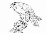 Coloring Falcon Peregrine Pages Prey Bird Birds Drawing Printable Color Cartoon Getcolorings Designlooter Drawings Predator Getdrawings 7kb 500px sketch template