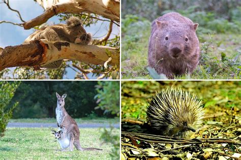 wild australian animals  sydney