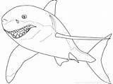 Shark Coloring Pages Printable Getcolorings sketch template