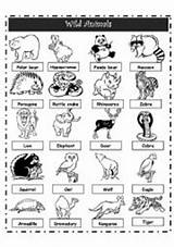Animals Wild Pictionary Worksheet Worksheets sketch template