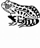 Frog Coloring Pages Clip Frogs Animated Cliparts Coloringpages1001 sketch template