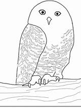 Owl Coloring Pages Owls Snowy Animals Animal Snow Birds Printable Print Coloringpages1001 Baby Colored Already Animated Templates Canadian Search Horned sketch template