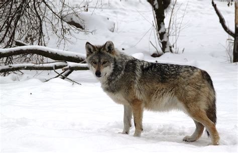 mexican wolf img mexican wolf canis lupus baileyi  flickr