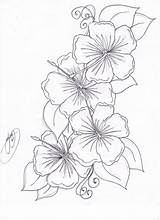 Hibiscus Drawing Simple Flower Step Draw Getdrawings sketch template